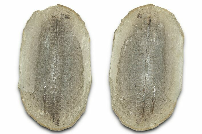 Fossil Fern (Pecopteris) Nodule Pos/Neg - Mazon Creek #325820